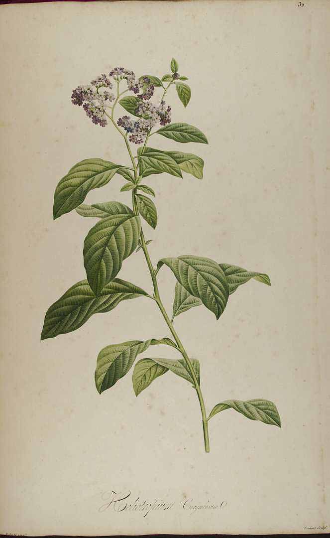 Heliotropium arborescens