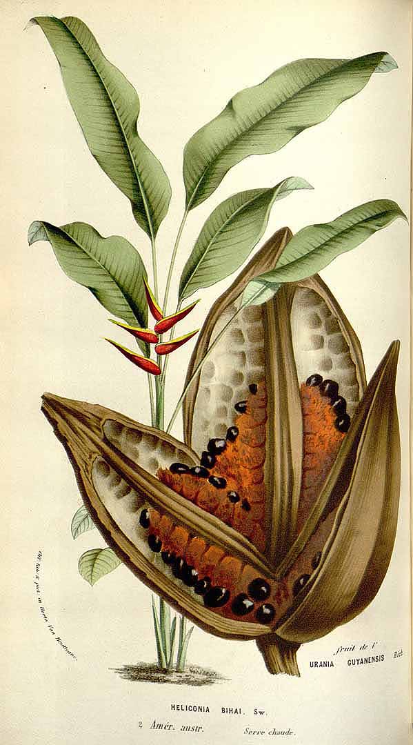 Heliconia bihai