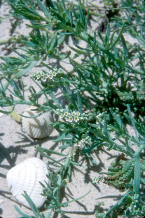 Heliotropium curassavicum