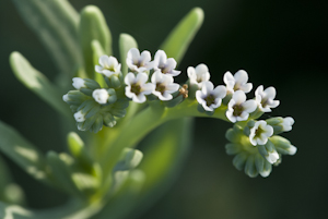 Heliotropium curassavicum