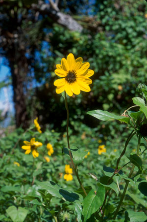 Helianthus debilis