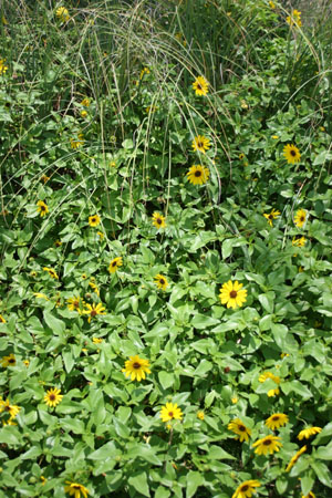 Helianthus debilis