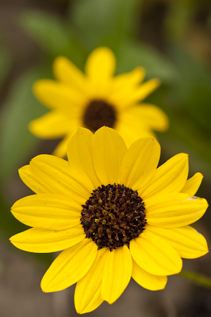 Helianthus debilis