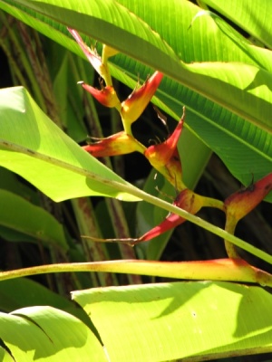 Heliconia latispatha