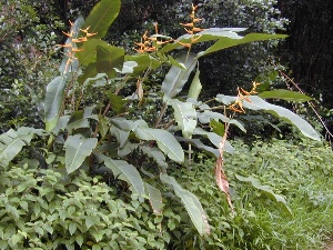 Heliconia latispatha