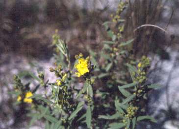 Crocanthemum nashii