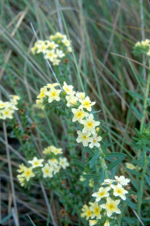 Heliotropium polyphyllum