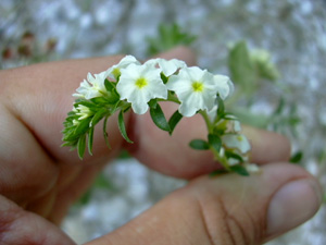 Heliotropium polyphyllum