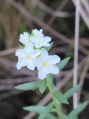 Heliotropium polyphyllum