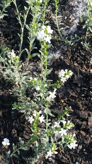 Heliotropium polyphyllum