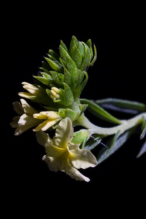 Heliotropium polyphyllum