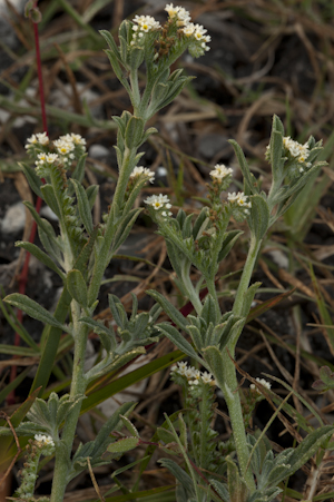 Euploca procumbens