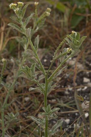 Euploca procumbens