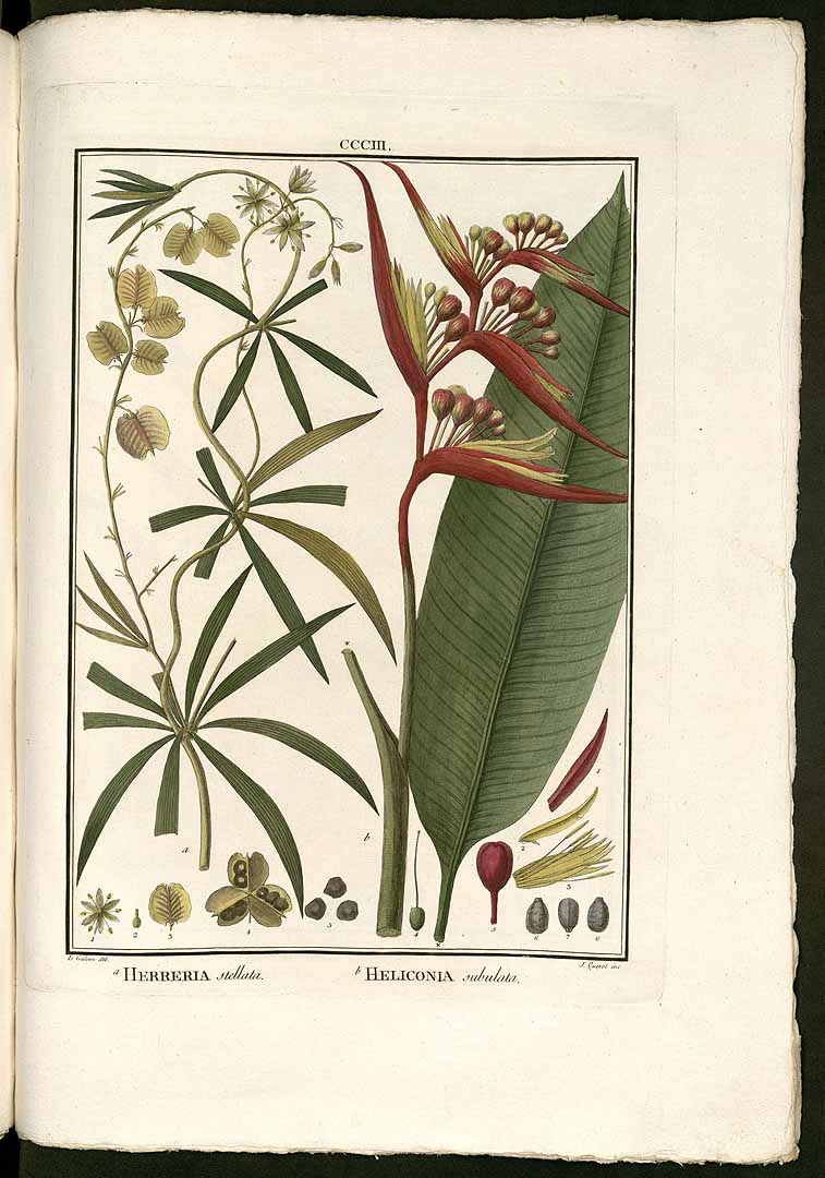 Heliconia subulata