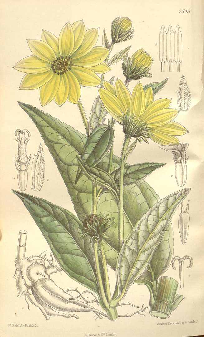 Helianthus tuberosus