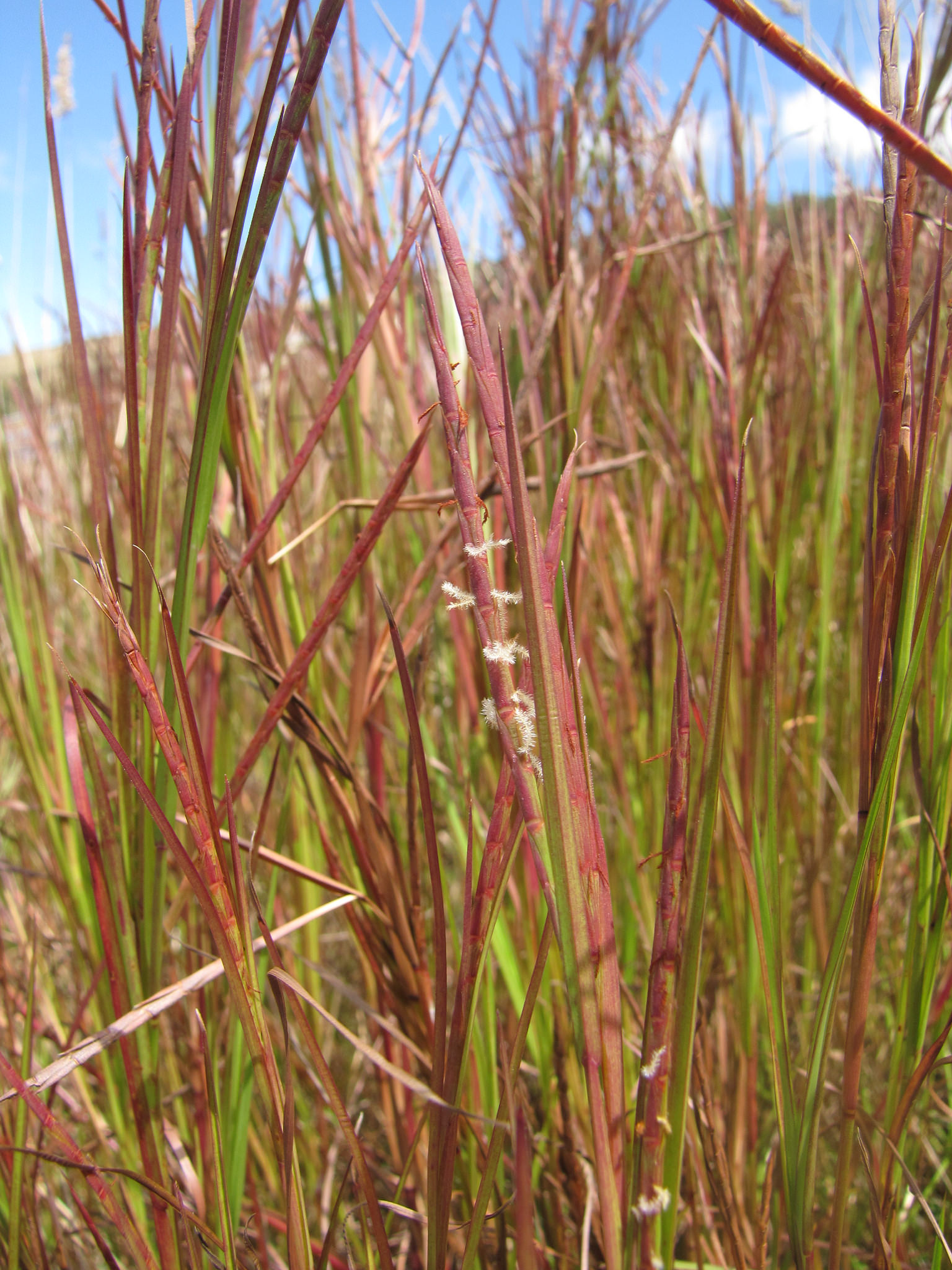 Hemarthria altissima