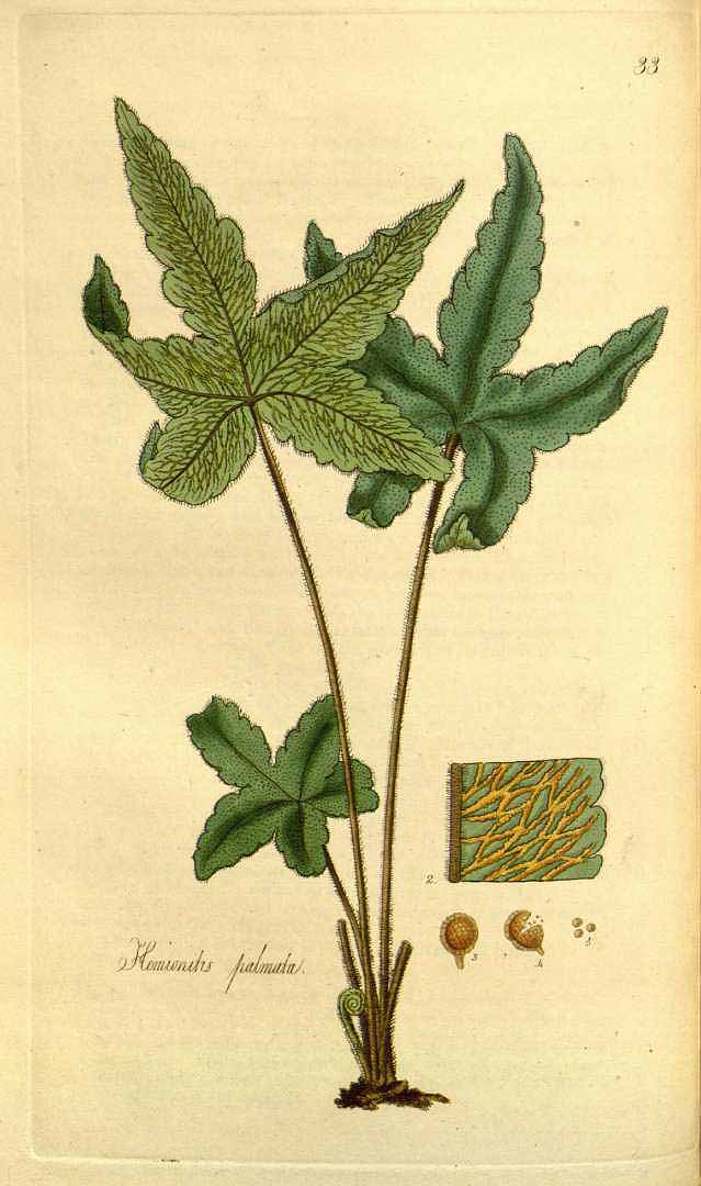 Hemionitis palmata