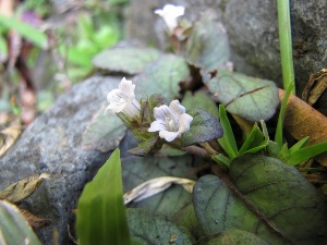 Hemigraphis reptans