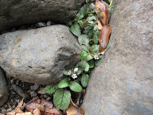 Hemigraphis reptans