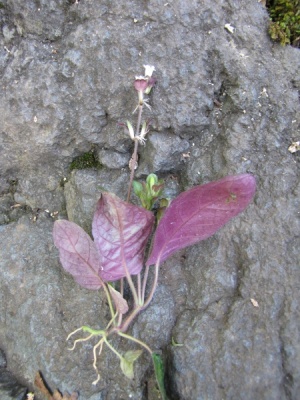 Hemigraphis reptans