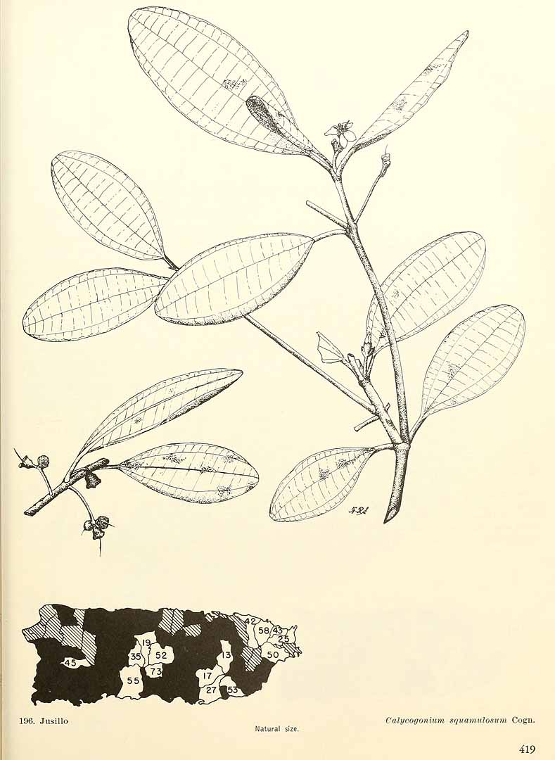 Henriettea squamulosa