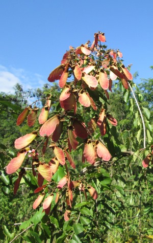 Heteropterys brachiata