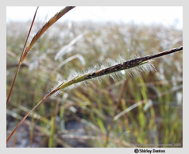 Heteropogon contortus