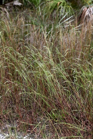 Heteropogon contortus