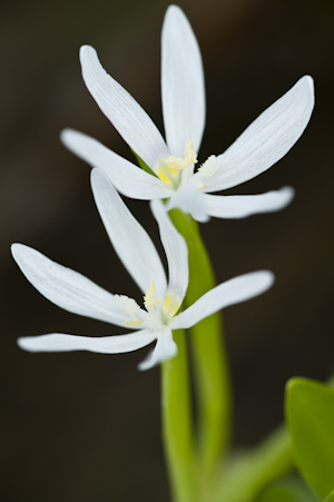 Heteranthera limosa