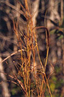 Heteropogon melanocarpus