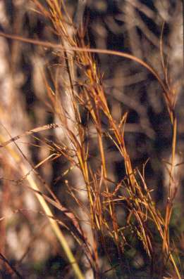 Heteropogon melanocarpus