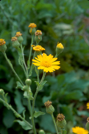 Heterotheca subaxillaris