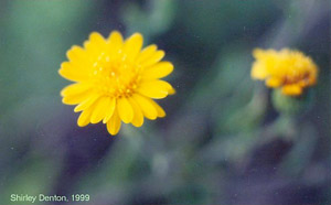 Heterotheca subaxillaris