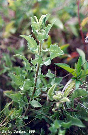 Heterotheca subaxillaris