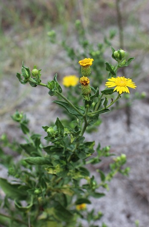 Heterotheca subaxillaris