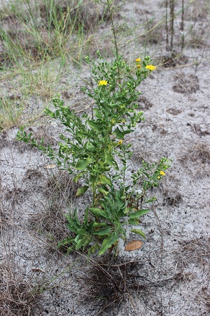 Heterotheca subaxillaris