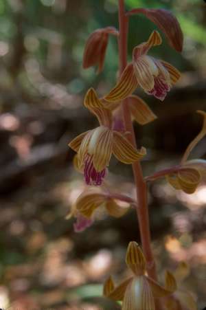 Hexalectris spicata