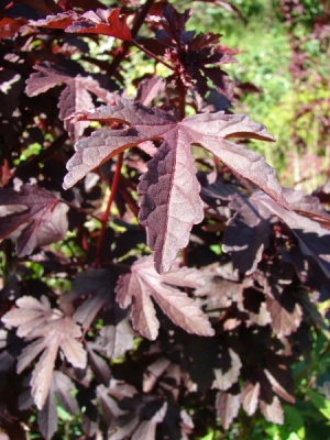 Hibiscus acetosella