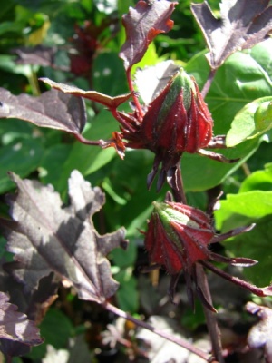 Hibiscus acetosella