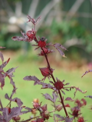 Hibiscus acetosella