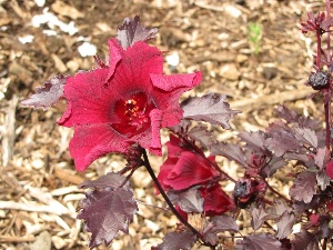 Hibiscus acetosella