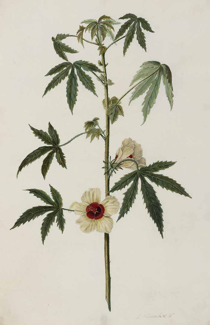 Hibiscus cannabinus