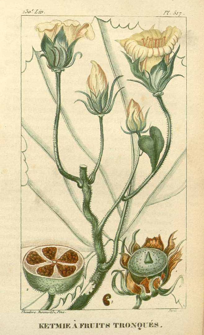 Hibiscus clypeatus