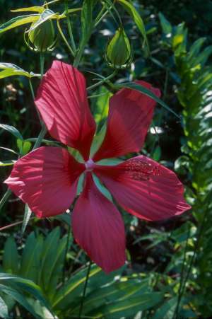 Hibiscus coccineus