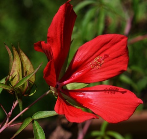 Hibiscus coccineus