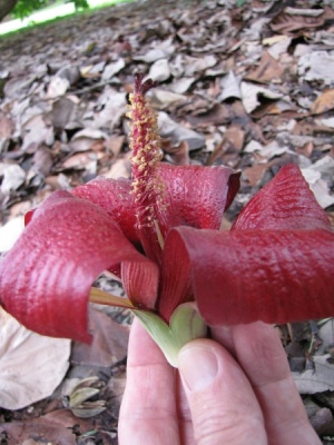 Hibiscus elatus