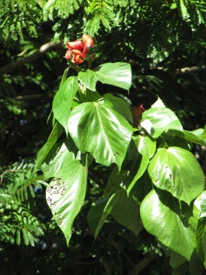 Hibiscus elatus