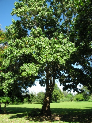 Hibiscus elatus