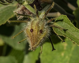 Hibiscus furcellatus