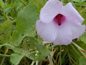 Hibiscus furcellatus